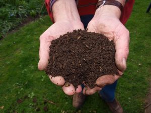 Person holding composted manure in hands