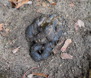 Can you help me identify these animal droppings? - Cooperative ...