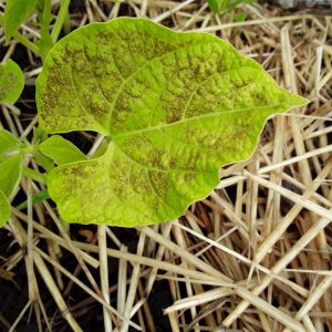 brown spots on leaf