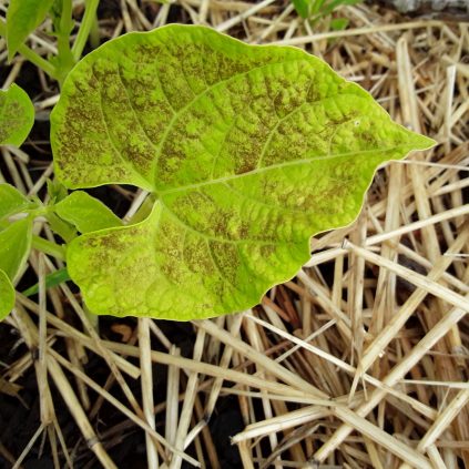 What's causing brown spots on my bush beans? - Cooperative Extension ...