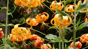 Do Ants Like Tiger Lillies 