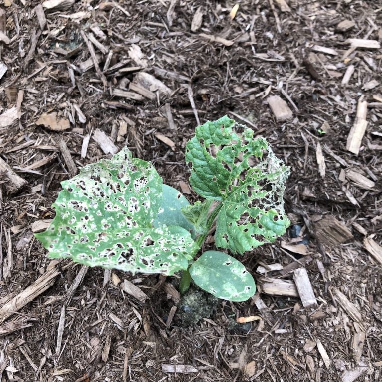 Whats Eating My Cucumber Seedlings