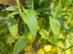 bee-balm-leaves