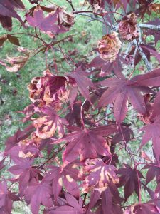 brown patches on Japenese maple