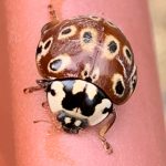 Eye-Spotted Lady Beetle