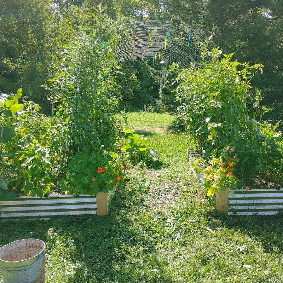 Is it too late to grow a cover crop on my raised beds this fall/winter? Cooperative Extension