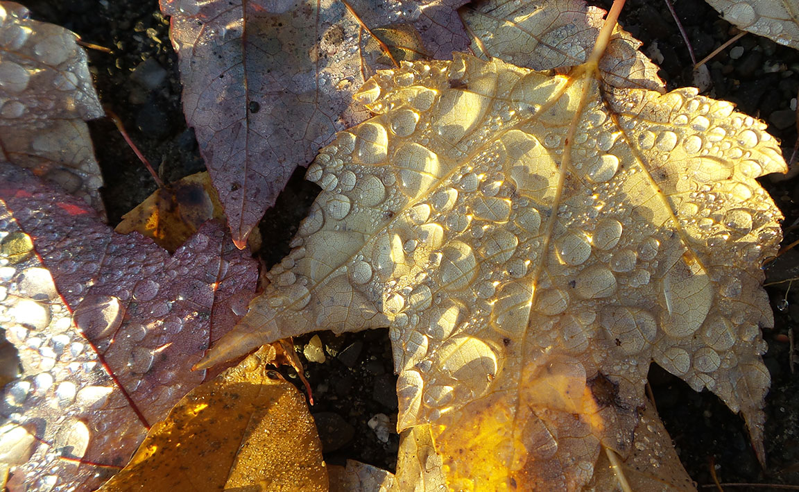 fallen leaves covered with dew