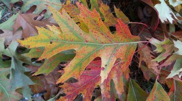 fallen oak leaves