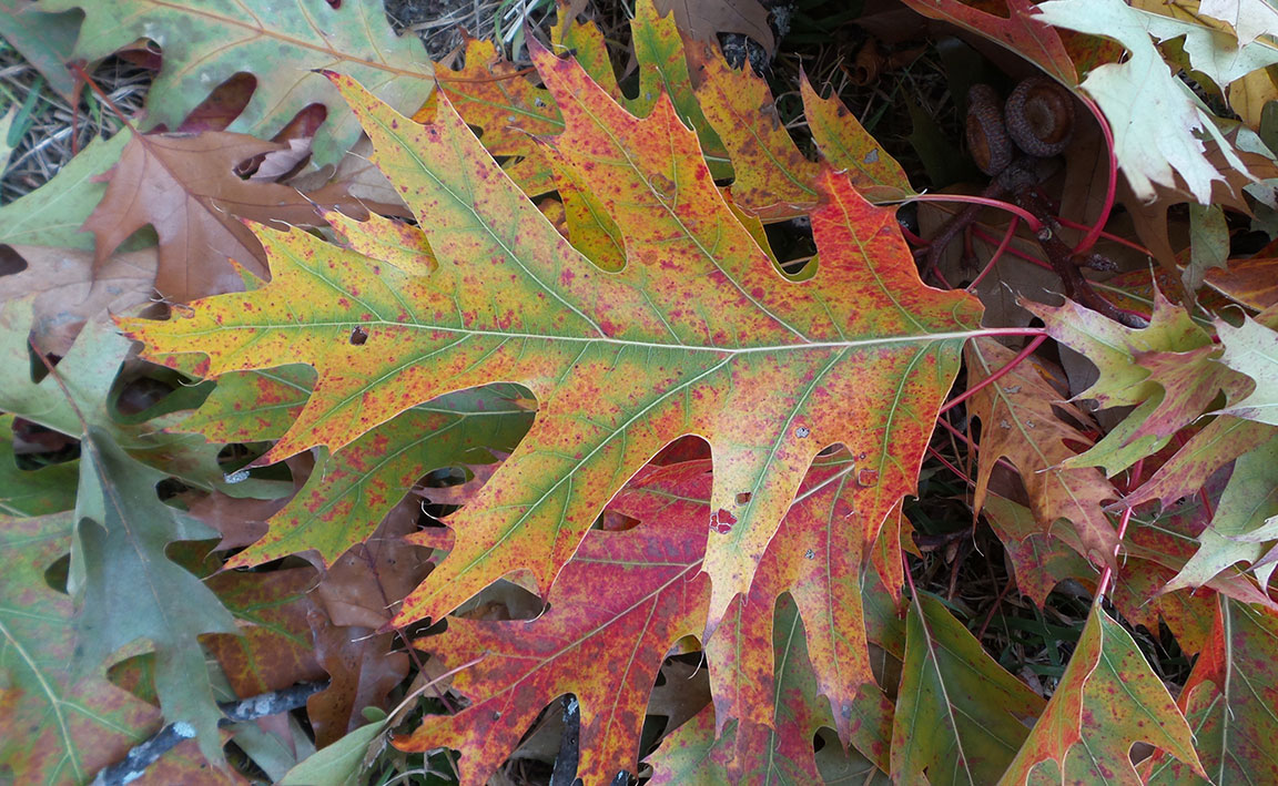 fallen oak leaves