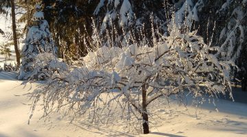 ornamental apple tree covered with snow