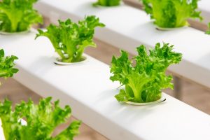 image of of lettuce growing in a hydroponics tube
