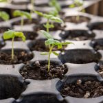 tray of seedlings