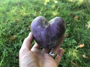 Purple heart potato