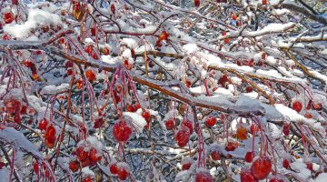 crabapples covered in ice