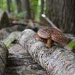 Image of shiitake mushroom growing on oak log