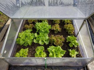 Lettuce greens growing in mini greenhouse