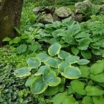 Green textures in garden