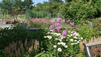 image of a flower garden with bench