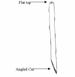 Live stake branch cut flat on the top and angled on the bottom