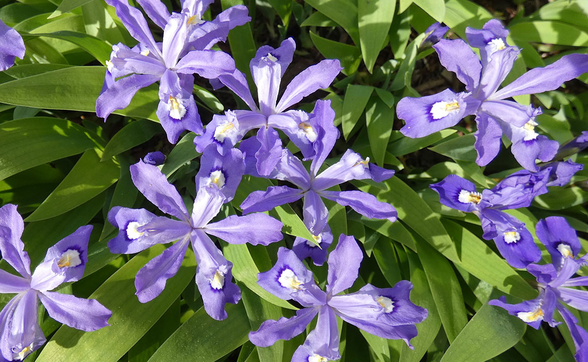 Mini Iris