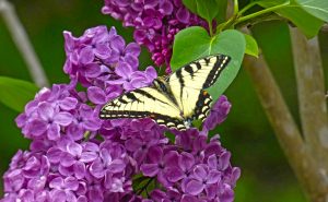 Swallowtail butterfly on lilac