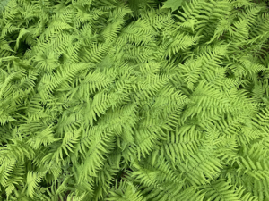 Eastern hay-scented fern