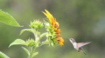 Hummingbird/flower