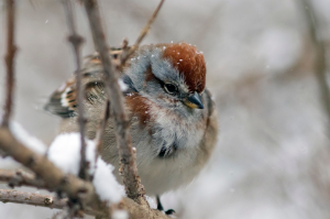American Tree Sparrow. Photo credit to Doug Hitchcox