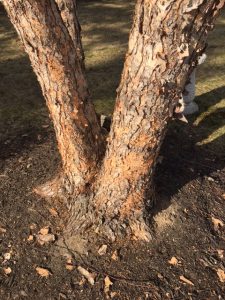 birch tree disease or animal damage