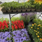 image of a variety of plant seedlings