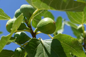 image of figs on a leafy branch