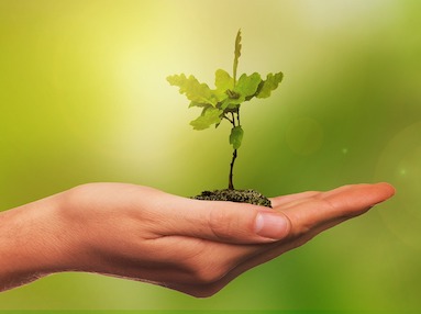 image of hand holding tiny oak sapling