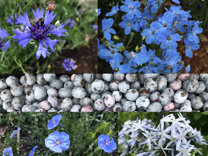 Collection of blue flowers and berries
