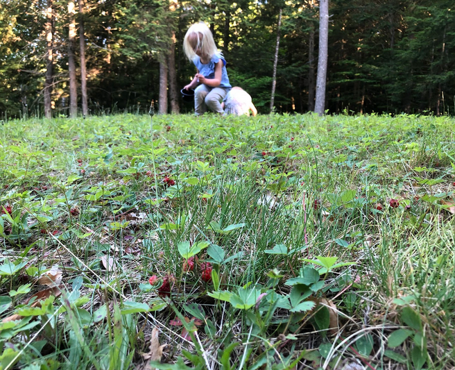 girl picking wild strawberries