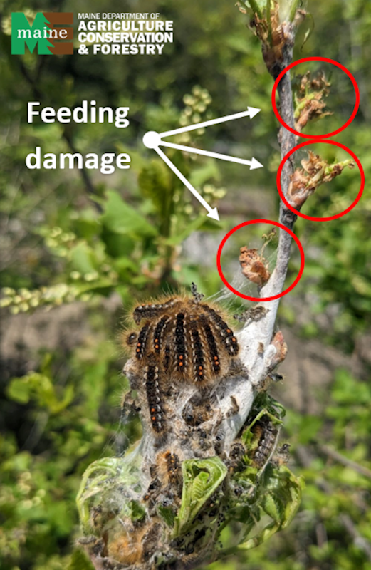 Browntail moth feeding damage
