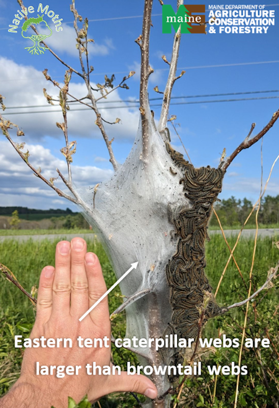 Eastern tent caterpillar web
