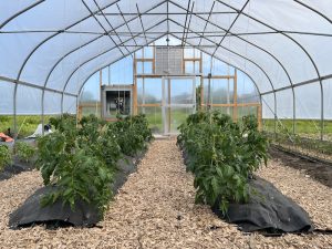 Greenhouse Tomatoes at Tidewater Farm