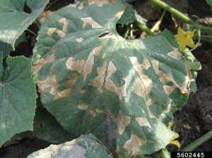 Cucumber downy mildew on leaves