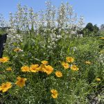 Penstemon and Coreopsis at Tidewater Farm