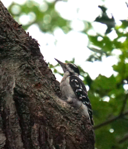 Hairy Woodpecker. Photo credit: Maine Audubon