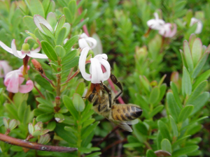Honey bee pollinating cranberry flower