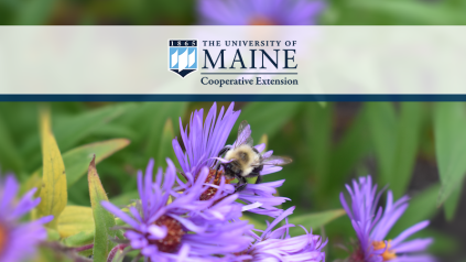 Bee on Aster with UMaine Extension logo banner