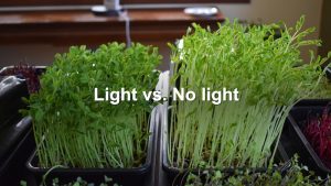 Peas Light vs No Light
