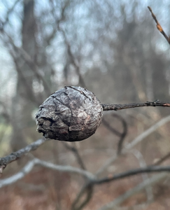 Willow pinecone galls