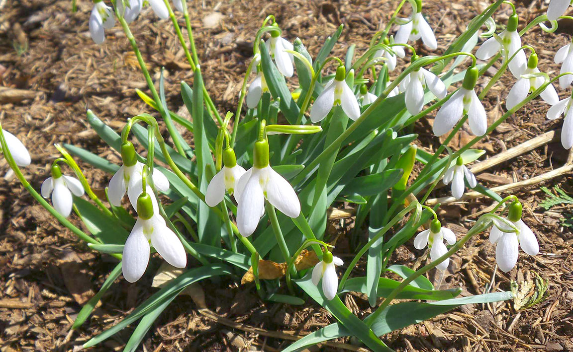 featured image for Maine Home Garden News — March 2024