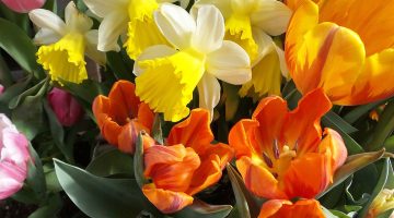 Daffodils and tulips at the Maine Garden Show