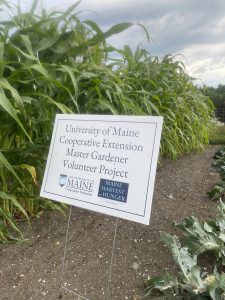 rows of garden plants and UMaine Extension Maine Harvest for Hunger Master Gardener Volunteer Project sign
