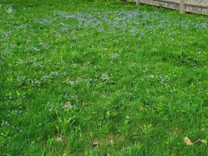 lawn with blue flowers