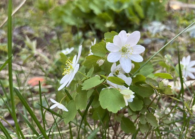 delicate white flowers with bright green foliage