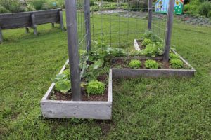 wooden raised garden bed with metal trellis newly planted with lettuce and squash seedlings